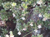 Arctostaphylos pacifica