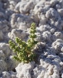 Nitrophila mohavensis