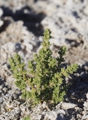 Nitrophila mohavensis