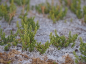 Nitrophila mohavensis
