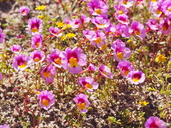 Erythranthe rhodopetra