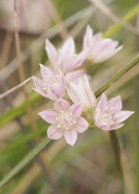 Allium hickmanii