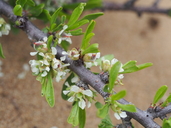 Prunus fasciculata var. punctata
