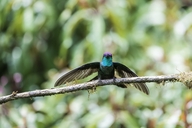 Rivoli's Hummingbird
