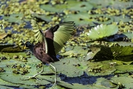 Northern Jacana