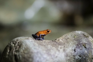 Strawberry Poison-dart Frog