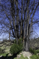 Pepperwood Tree