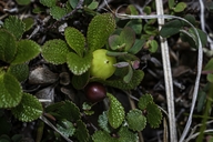 Alpine Bearberry