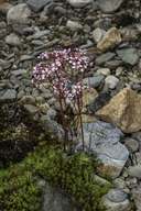Heart-leaved Saxifrage