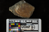 Tellina mathewsonii