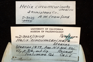 Helix circumcarinata