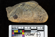 Mytilus arnoldi
