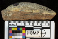 Mytilus arnoldi