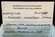 Haliotis walallensis