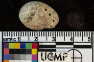 Haliotis walallensis