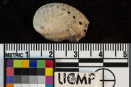 Haliotis walallensis