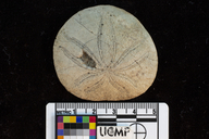 Dendraster hesperis