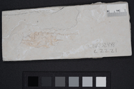 Gasterosteus doryssus