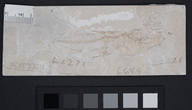 Gasterosteus doryssus
