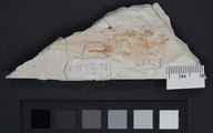 Gasterosteus doryssus