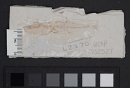 Gasterosteus doryssus