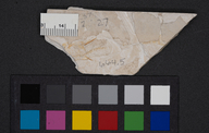 Gasterosteus doryssus