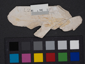 Gasterosteus doryssus