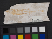Gasterosteus doryssus
