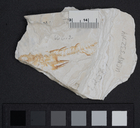 Gasterosteus doryssus