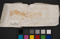Gasterosteus doryssus