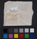 Gasterosteus doryssus
