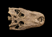 Brachychampsa montana