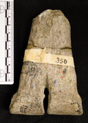 Megacamelus merriami