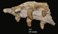 Megacamelus merriami