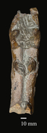 Megacamelus merriami