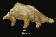 Megacamelus merriami