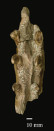 Megacamelus merriami