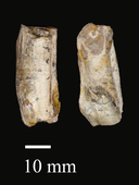 Megacamelus merriami