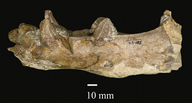 Megacamelus merriami