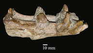 Megacamelus merriami