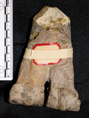 Megacamelus merriami