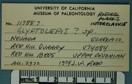 Glyptolepis ge ?