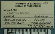 Cheirolepis