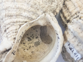 Celleporella hyalina