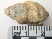 Hippothoa hyalina