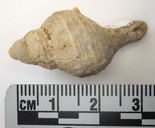 Hippothoa hyalina