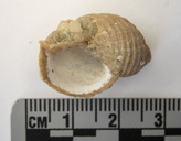 Hippothoa hyalina