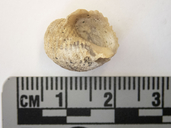 Hippothoa hyalina