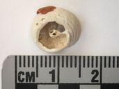 Hippothoa hyalina