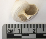 Hippothoa hyalina
